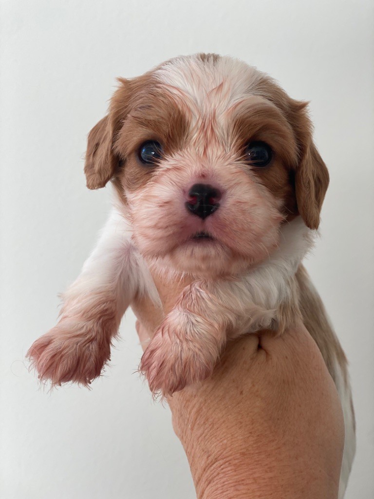 Du Mas De Dixie - Chiot disponible  - Cavalier King Charles Spaniel