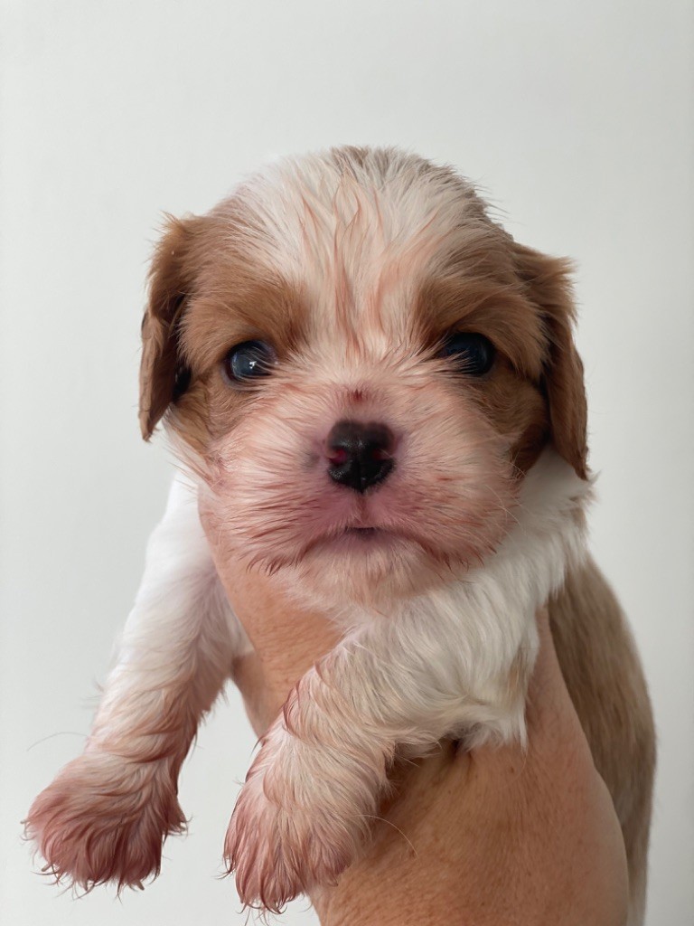 Du Mas De Dixie - Chiot disponible  - Cavalier King Charles Spaniel