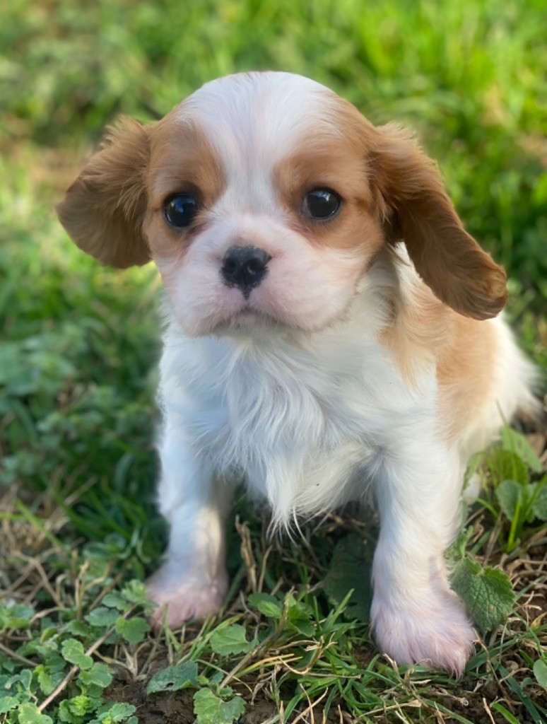 Du Mas De Dixie - Chiot disponible  - Cavalier King Charles Spaniel