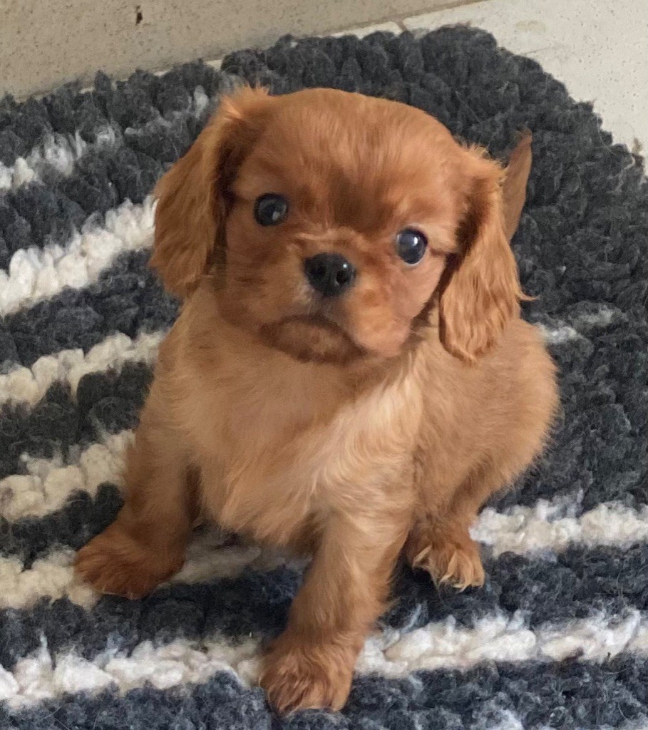 Du Mas De Dixie - Chiot disponible  - Cavalier King Charles Spaniel