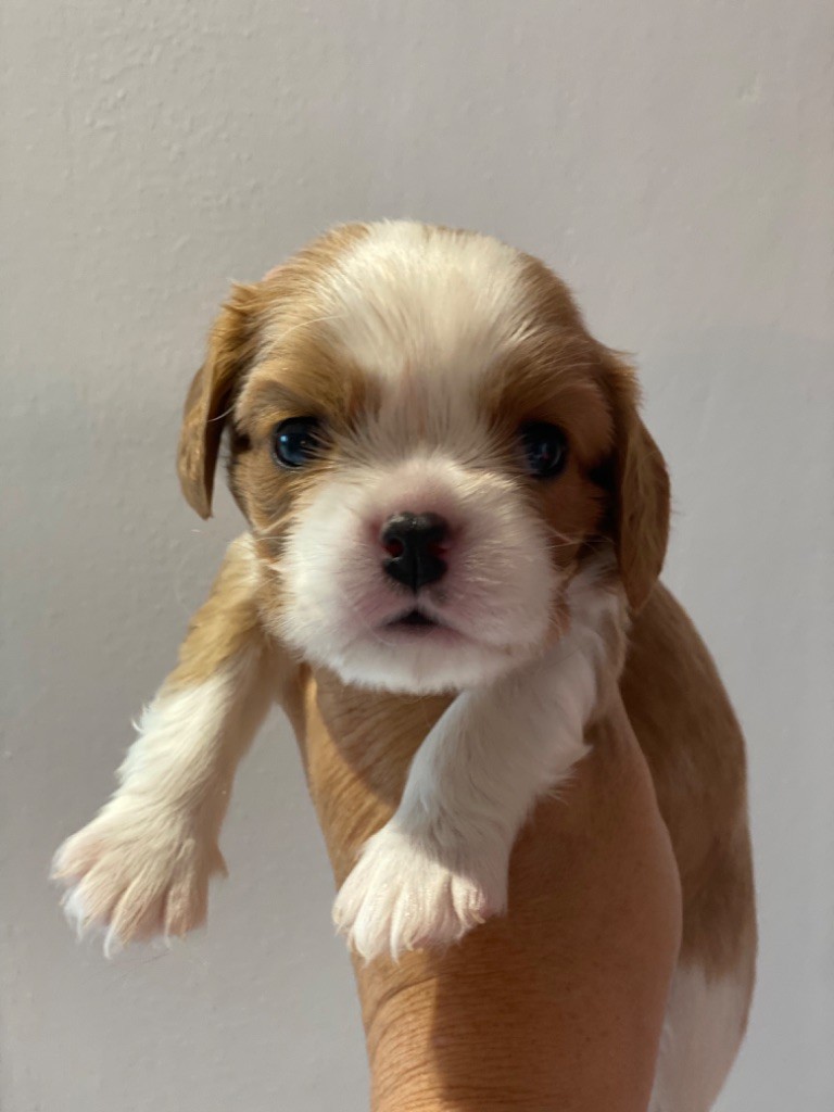 Du Mas De Dixie - Chiot disponible  - Cavalier King Charles Spaniel