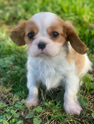 Du Mas De Dixie - Cavalier King Charles Spaniel - Portée née le 17/11/2024