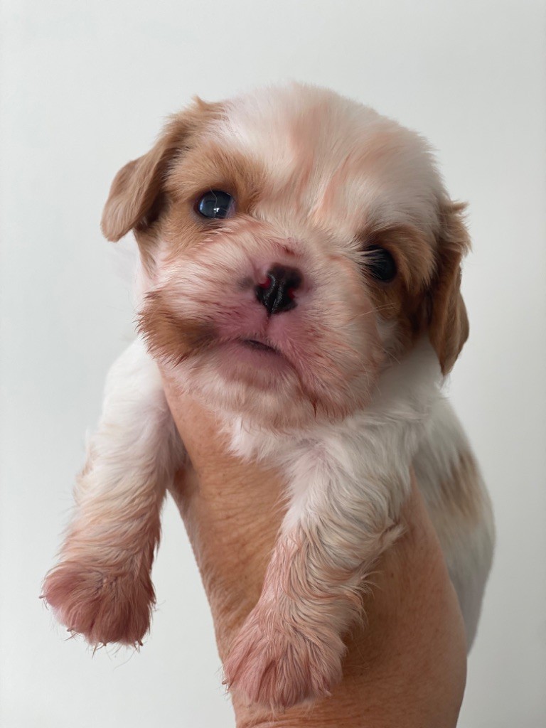 Du Mas De Dixie - Chiot disponible  - Cavalier King Charles Spaniel