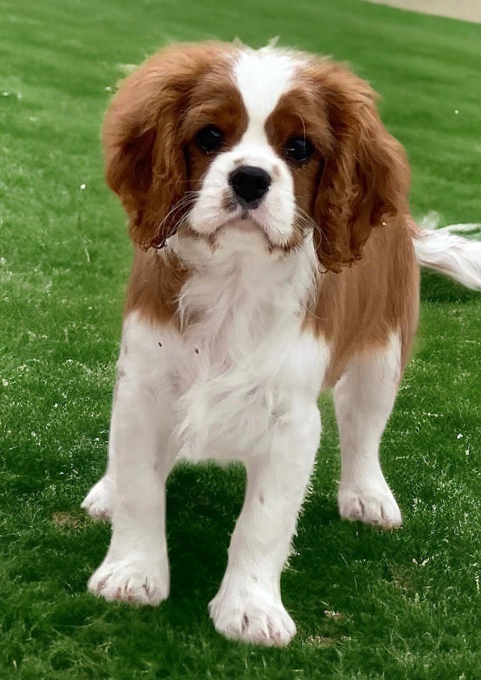 Du Mas De Dixie - Chiot disponible  - Cavalier King Charles Spaniel