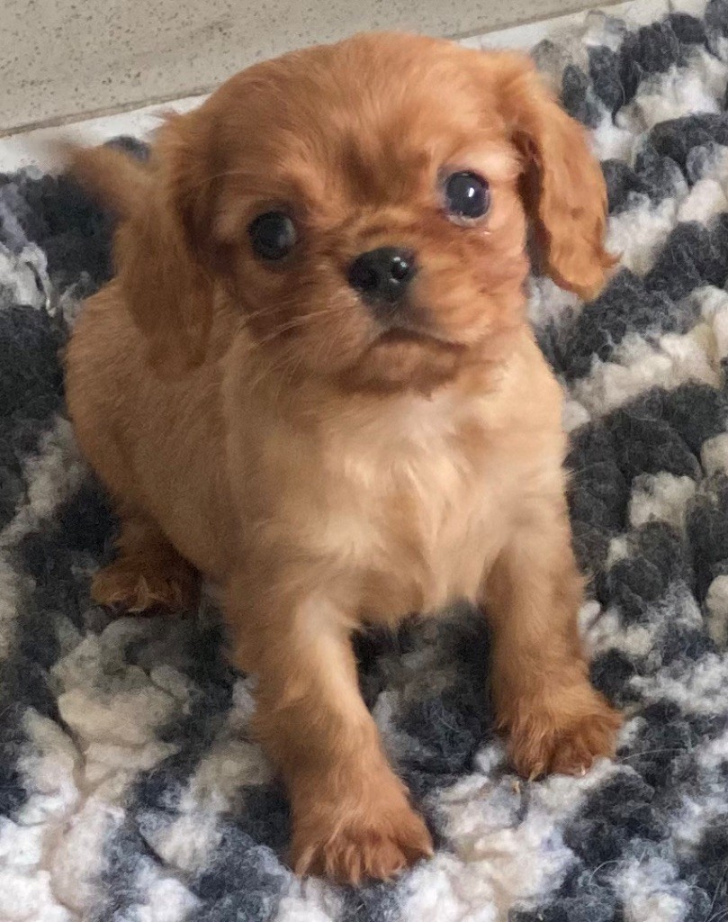 Du Mas De Dixie - Chiot disponible  - Cavalier King Charles Spaniel