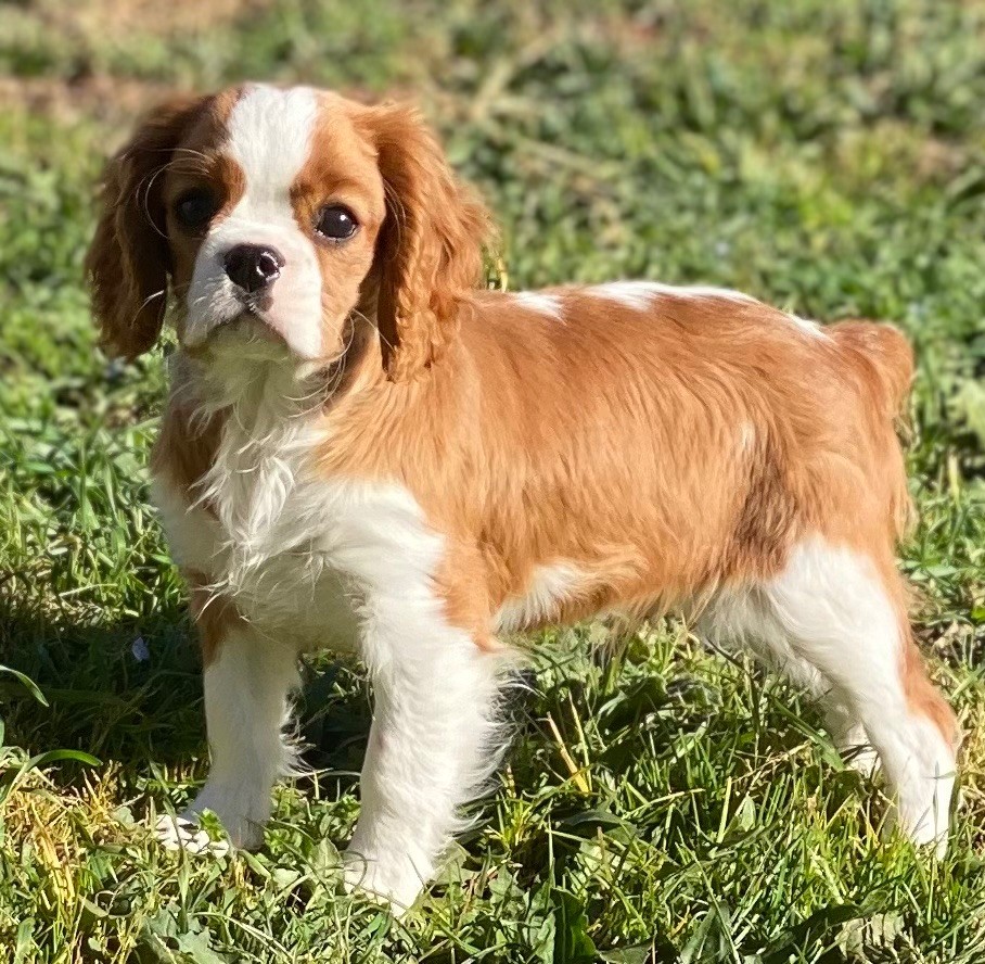 Du Mas De Dixie - Chiot disponible  - Cavalier King Charles Spaniel