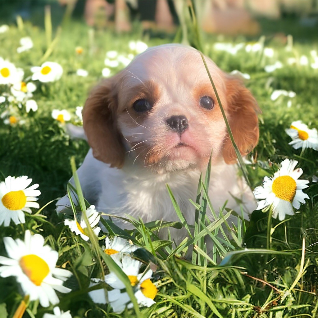 Du Mas De Dixie - Chiot disponible  - Cavalier King Charles Spaniel