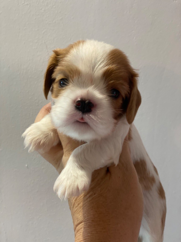 Du Mas De Dixie - Chiot disponible  - Cavalier King Charles Spaniel