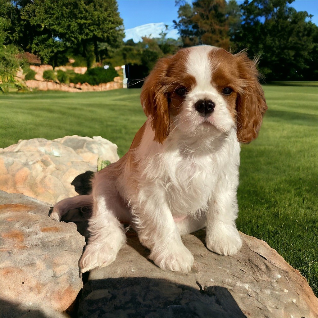 Du Mas De Dixie - Chiot disponible  - Cavalier King Charles Spaniel