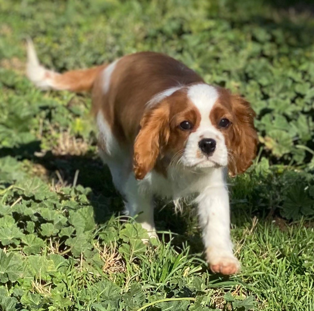 Du Mas De Dixie - Chiot disponible  - Cavalier King Charles Spaniel