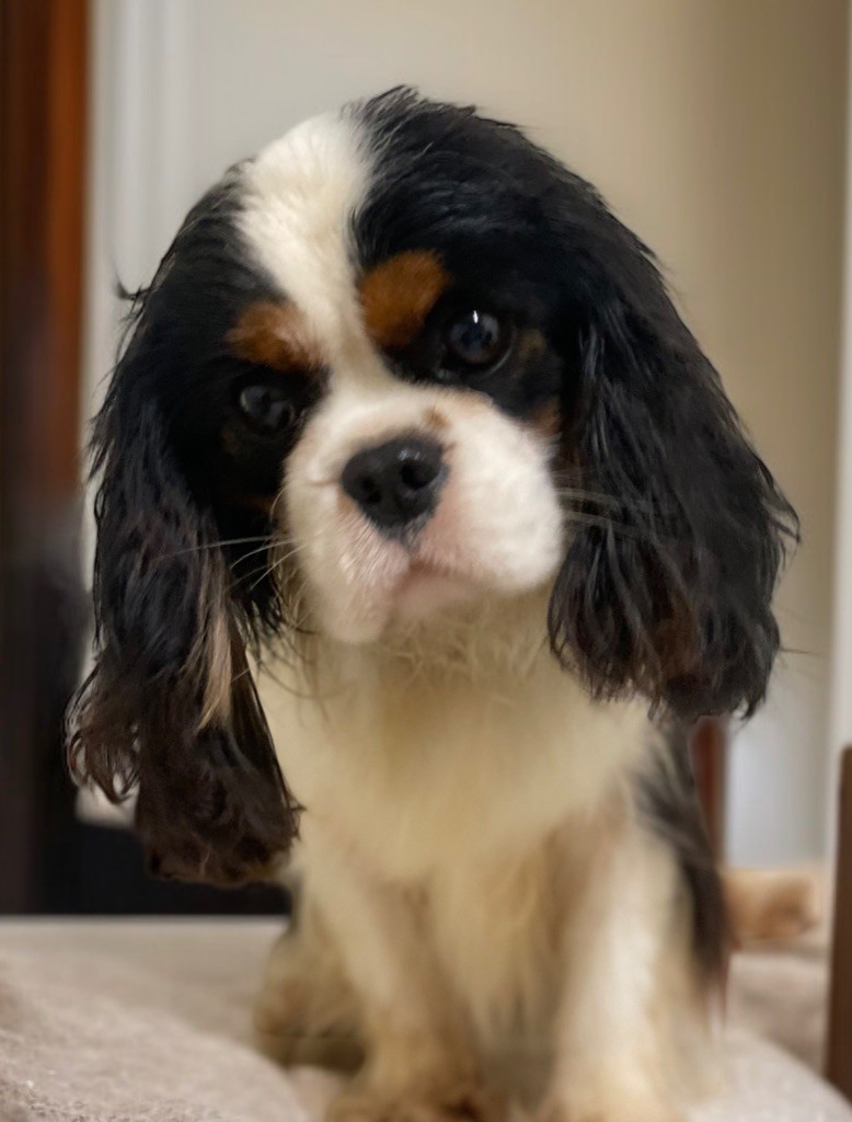 Version originale Du Mas De Dixie