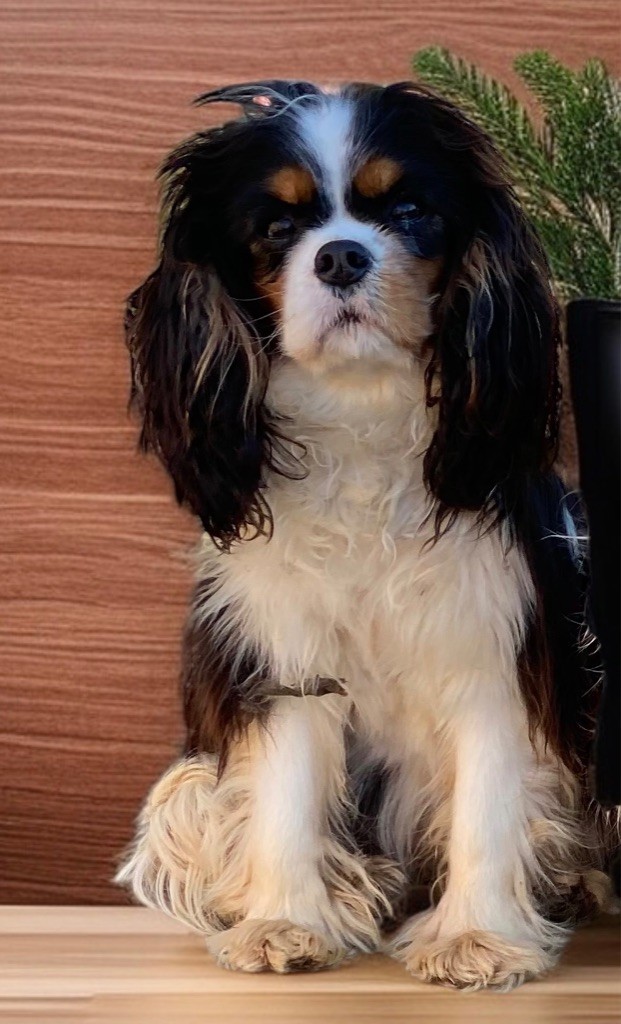 Adèle de la source d’age