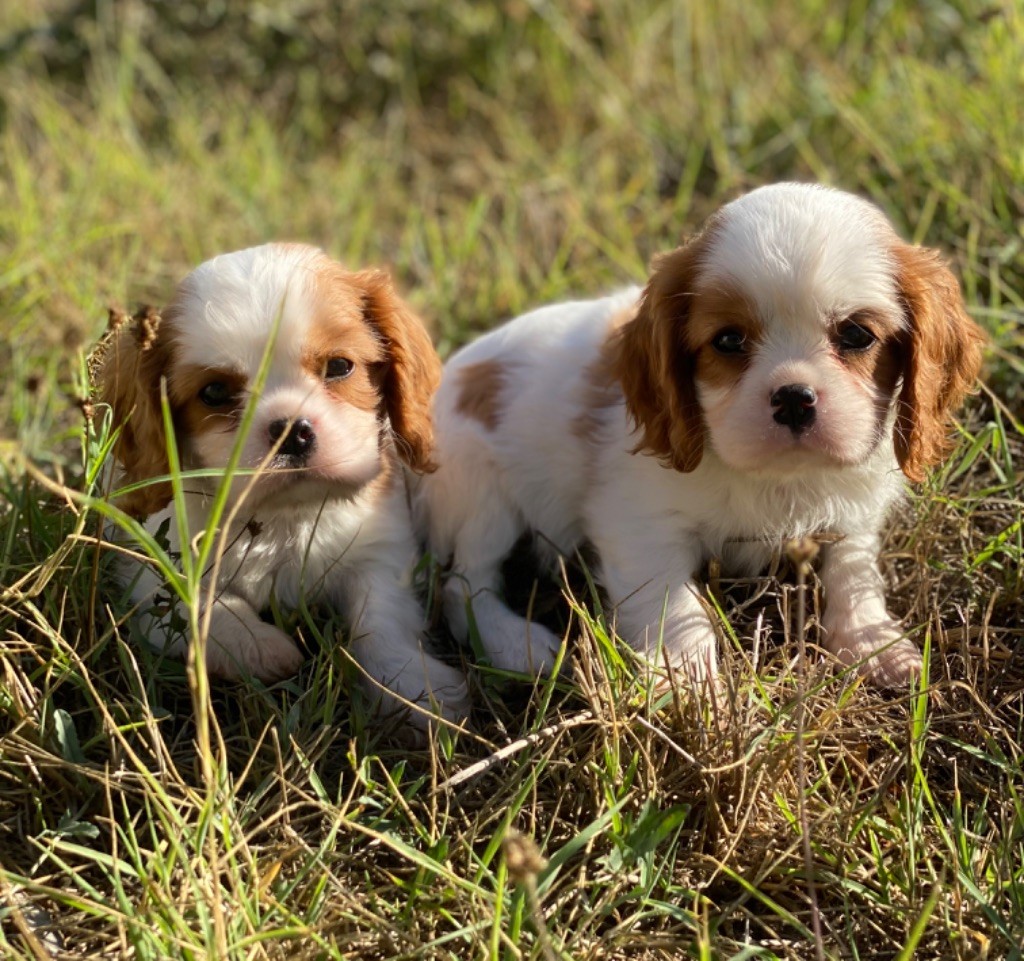 Petits mâles disponible 