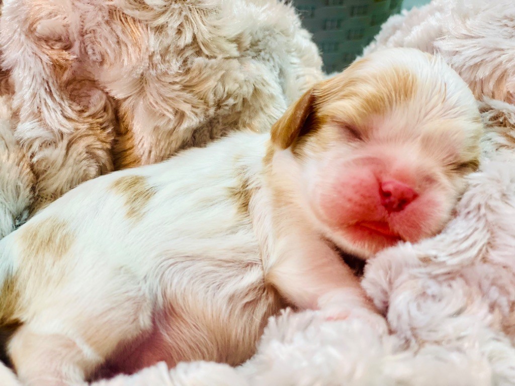 Du Mas De Dixie - Cavalier King Charles Spaniel - Portée née le 02/01/2026