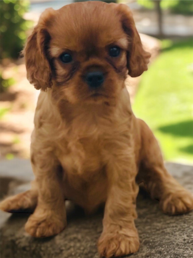Du Mas De Dixie - Chiots disponibles - Cavalier King Charles Spaniel