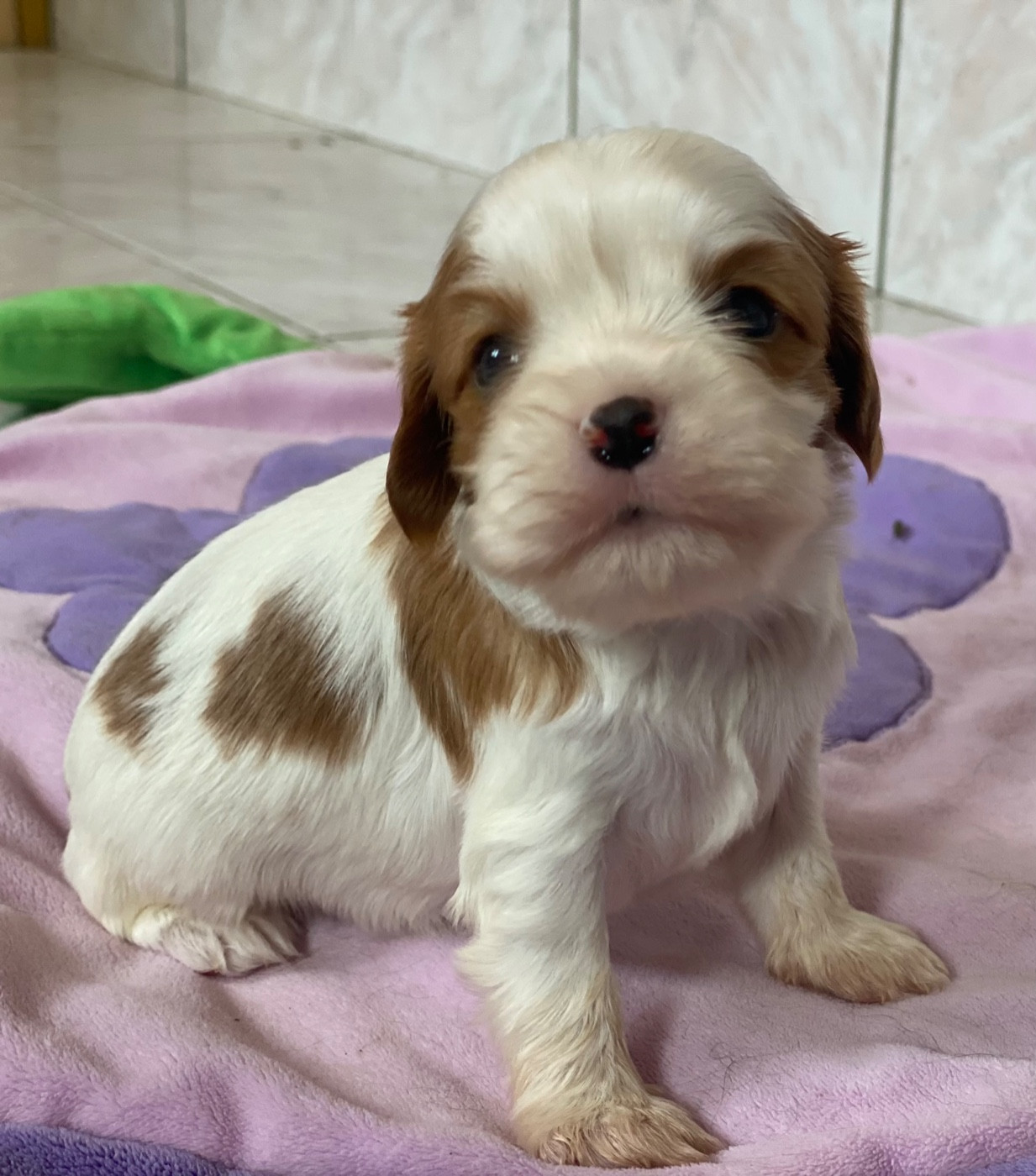 Du Mas De Dixie - Chiots disponibles - Cavalier King Charles Spaniel