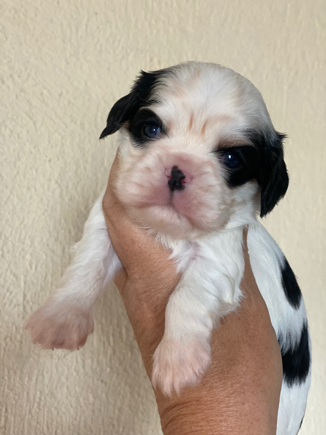 Du Mas De Dixie - Chiots disponibles - Cavalier King Charles Spaniel