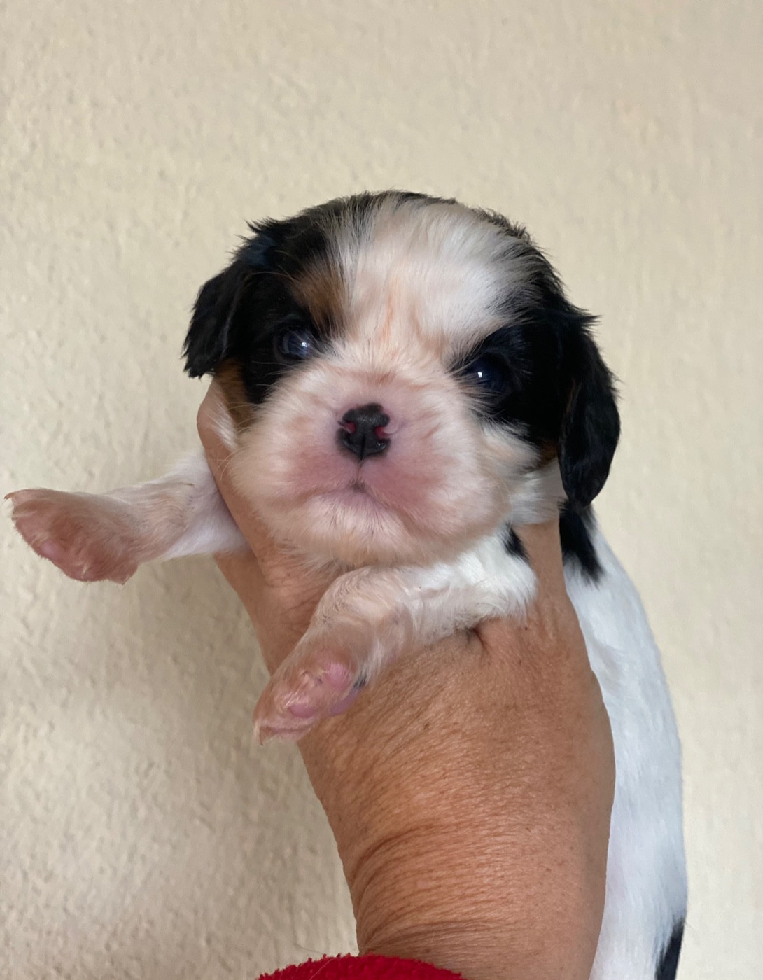 Du Mas De Dixie - Chiots disponibles - Cavalier King Charles Spaniel