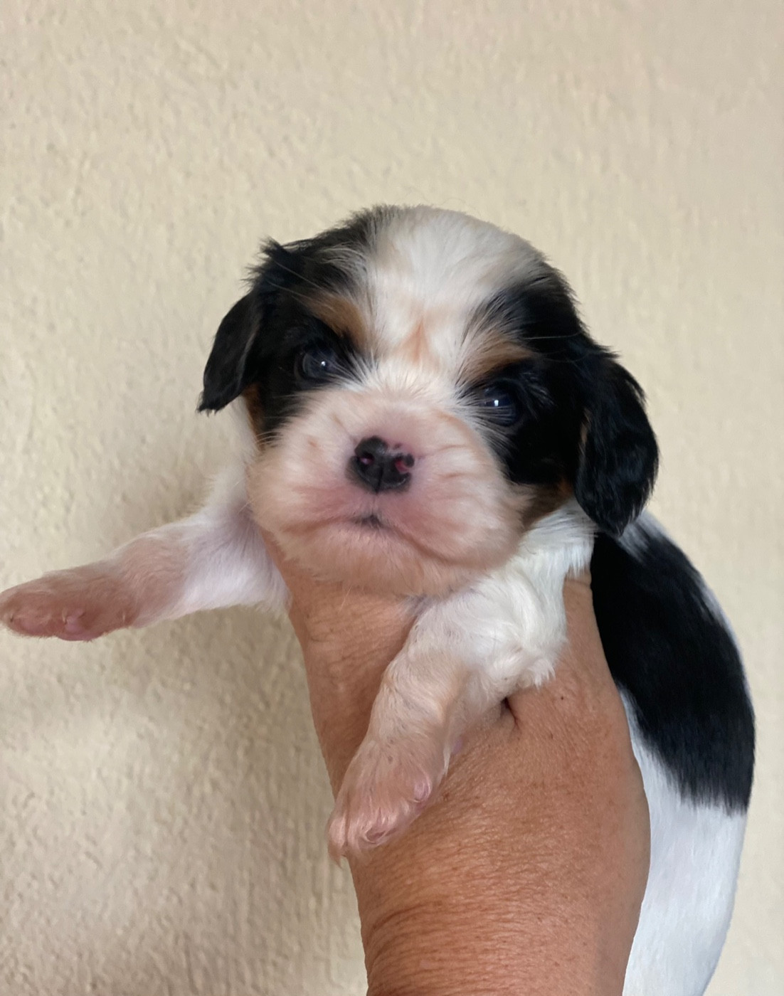 Du Mas De Dixie - Chiots disponibles - Cavalier King Charles Spaniel