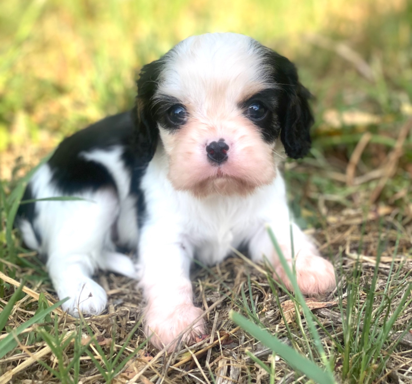 Du Mas De Dixie - Chiots disponibles - Cavalier King Charles Spaniel