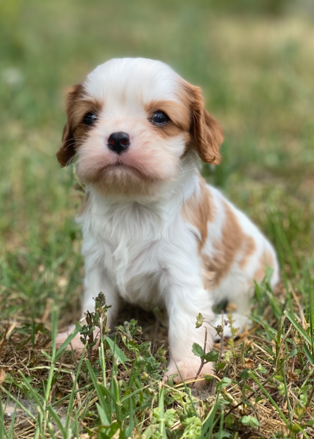 Du Mas De Dixie - Chiots disponibles - Cavalier King Charles Spaniel