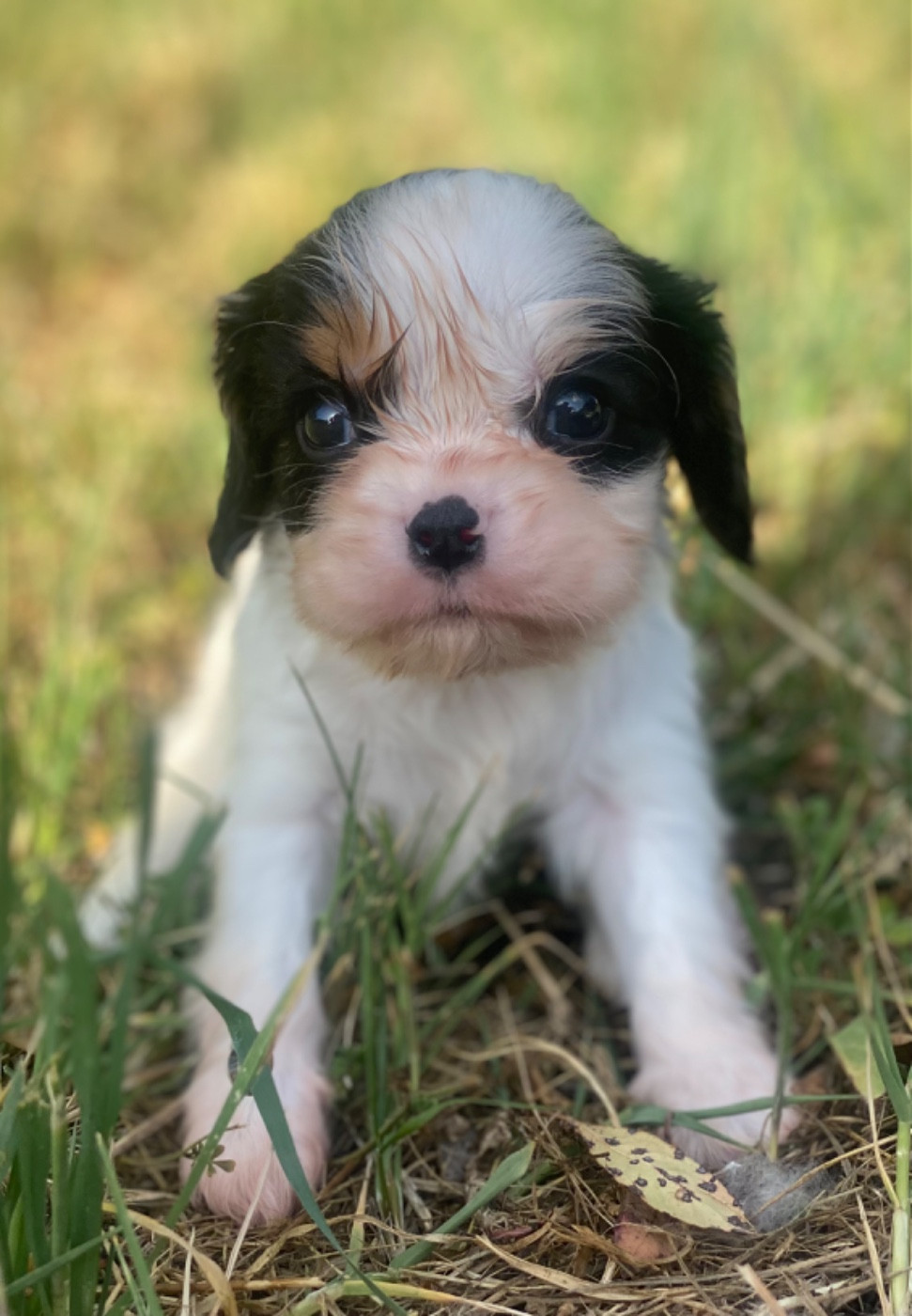 Du Mas De Dixie - Chiots disponibles - Cavalier King Charles Spaniel