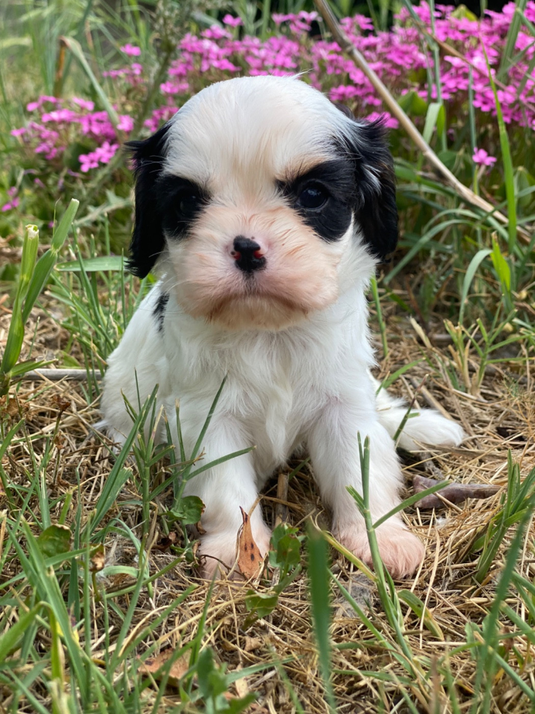 Du Mas De Dixie - Chiots disponibles - Cavalier King Charles Spaniel