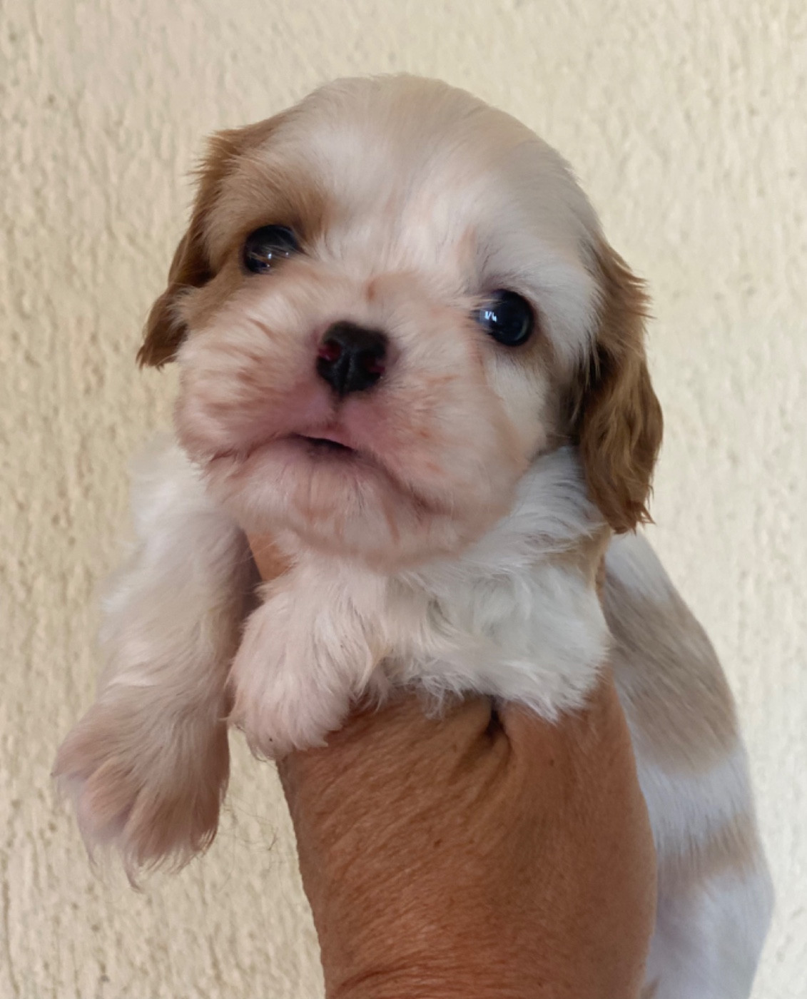 Du Mas De Dixie - Chiots disponibles - Cavalier King Charles Spaniel