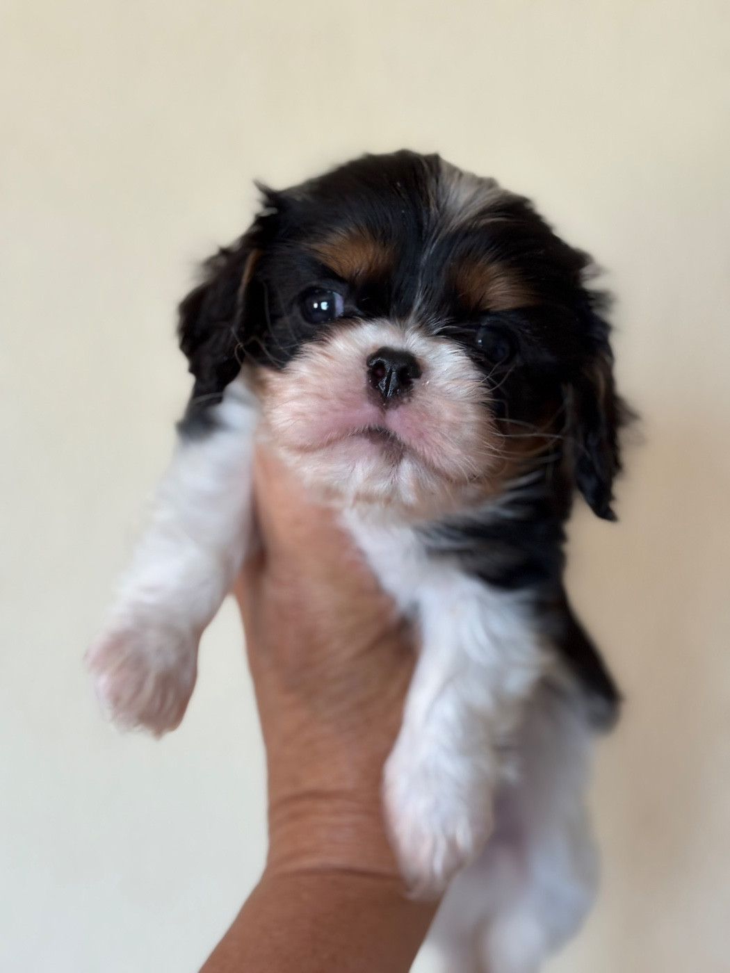 Du Mas De Dixie - Chiots disponibles - Cavalier King Charles Spaniel