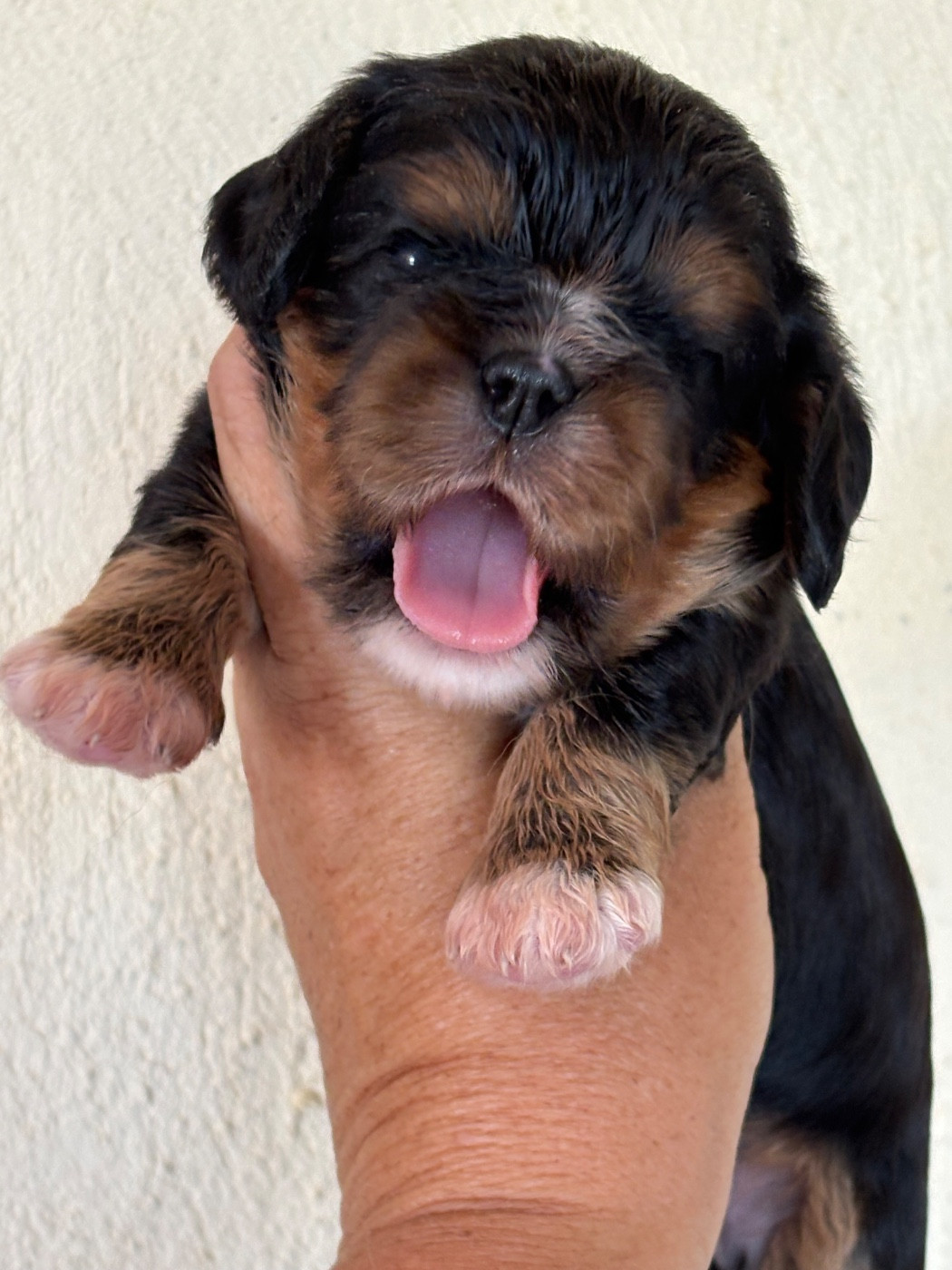 Du Mas De Dixie - Chiots disponibles - Cavalier King Charles Spaniel