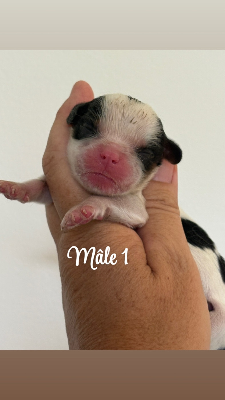 Du Mas De Dixie - Chiots disponibles - Cavalier King Charles Spaniel