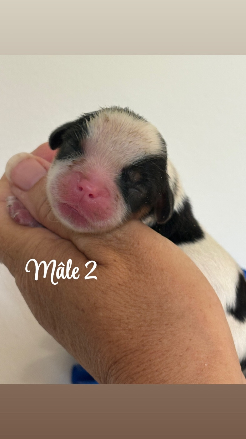 Du Mas De Dixie - Chiots disponibles - Cavalier King Charles Spaniel
