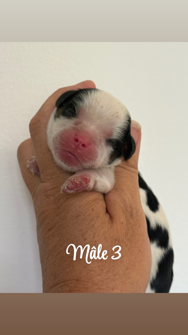 Du Mas De Dixie - Chiots disponibles - Cavalier King Charles Spaniel