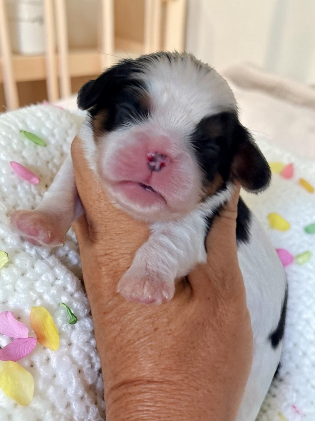 Du Mas De Dixie - Chiots disponibles - Cavalier King Charles Spaniel