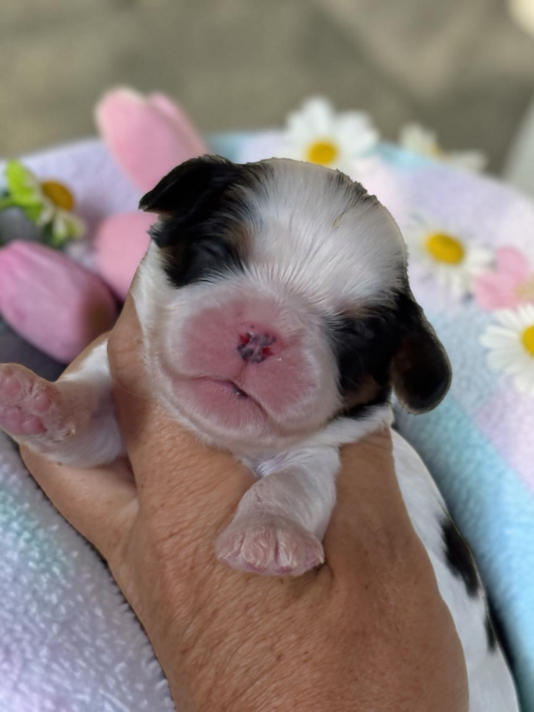 Du Mas De Dixie - Chiots disponibles - Cavalier King Charles Spaniel