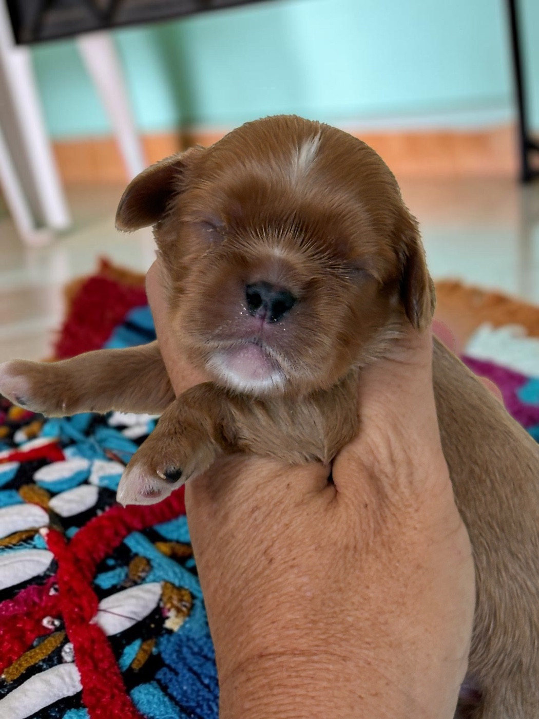 Du Mas De Dixie - Chiots disponibles - Cavalier King Charles Spaniel