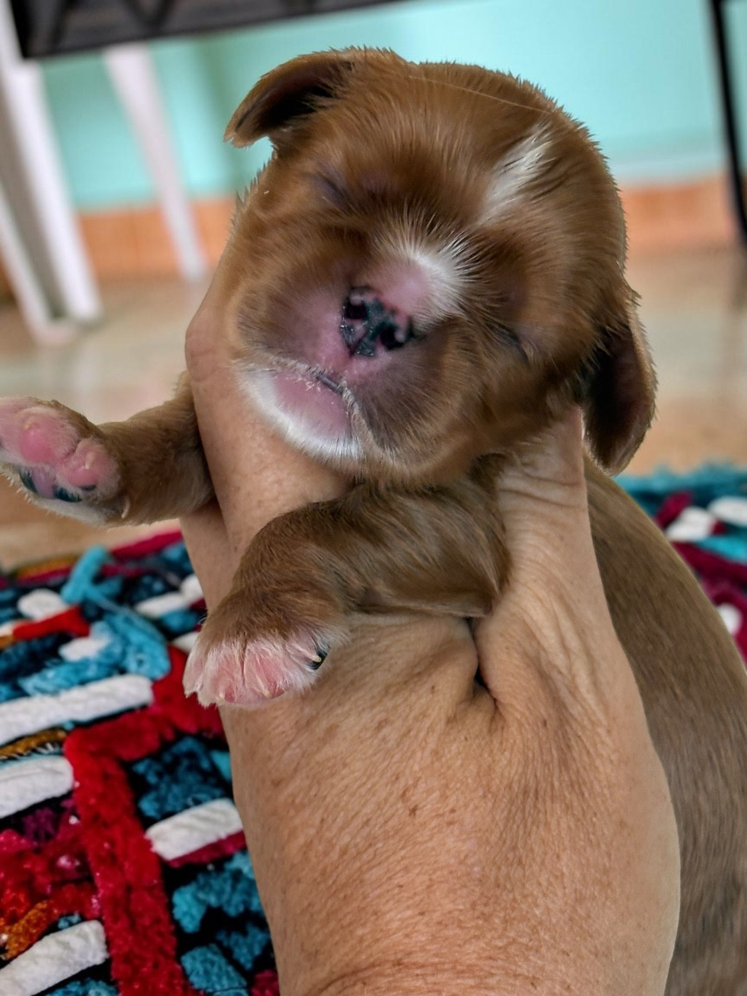 Du Mas De Dixie - Chiots disponibles - Cavalier King Charles Spaniel