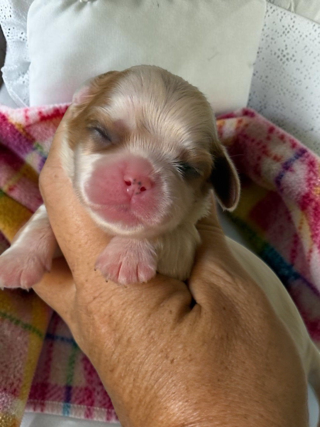 Du Mas De Dixie - Chiots disponibles - Cavalier King Charles Spaniel