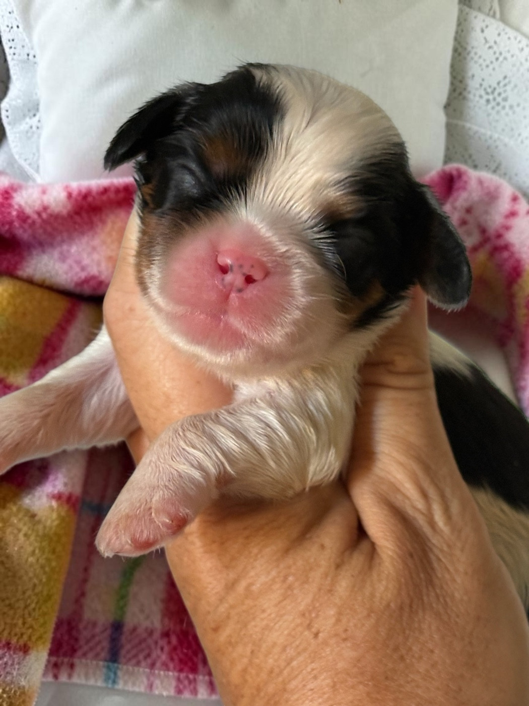 Du Mas De Dixie - Chiots disponibles - Cavalier King Charles Spaniel