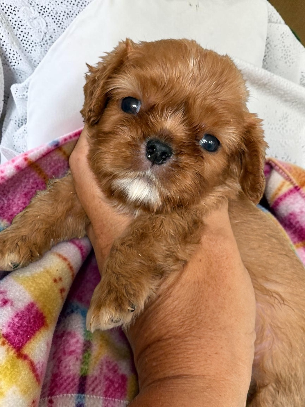 Du Mas De Dixie - Chiots disponibles - Cavalier King Charles Spaniel