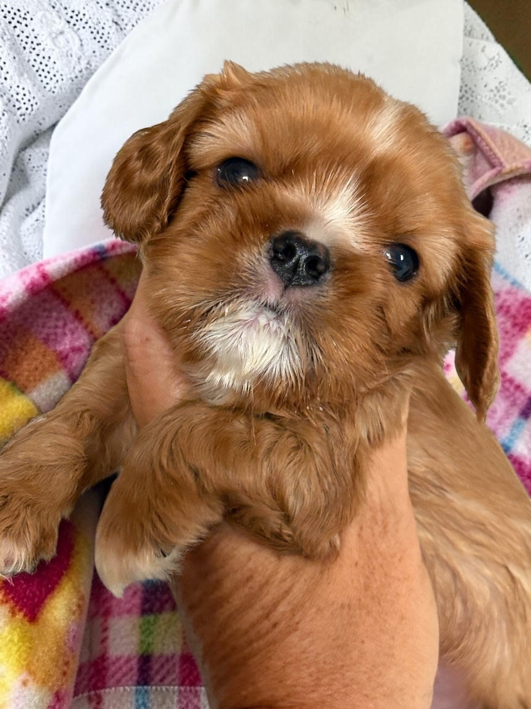 Du Mas De Dixie - Chiots disponibles - Cavalier King Charles Spaniel