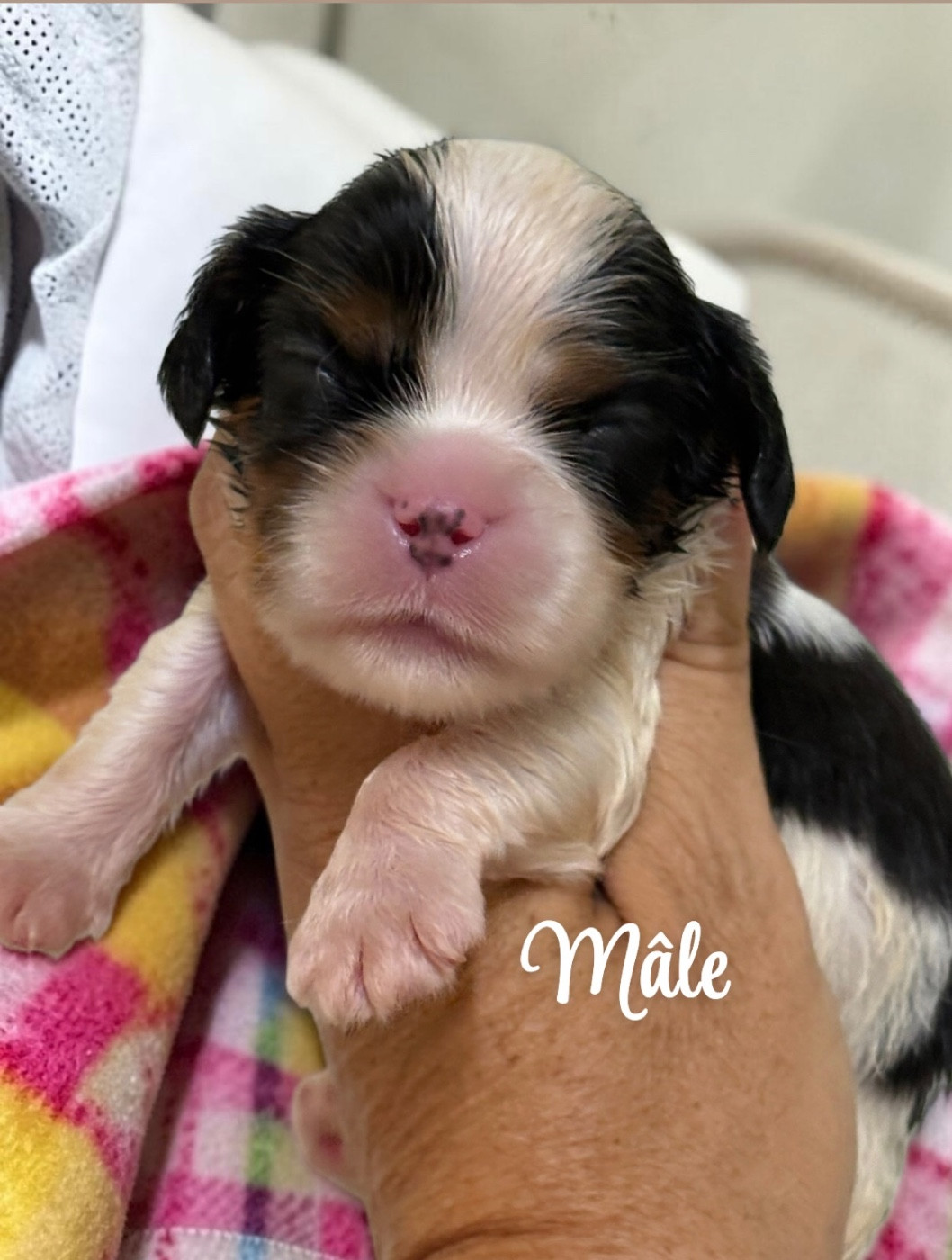 Du Mas De Dixie - Chiots disponibles - Cavalier King Charles Spaniel