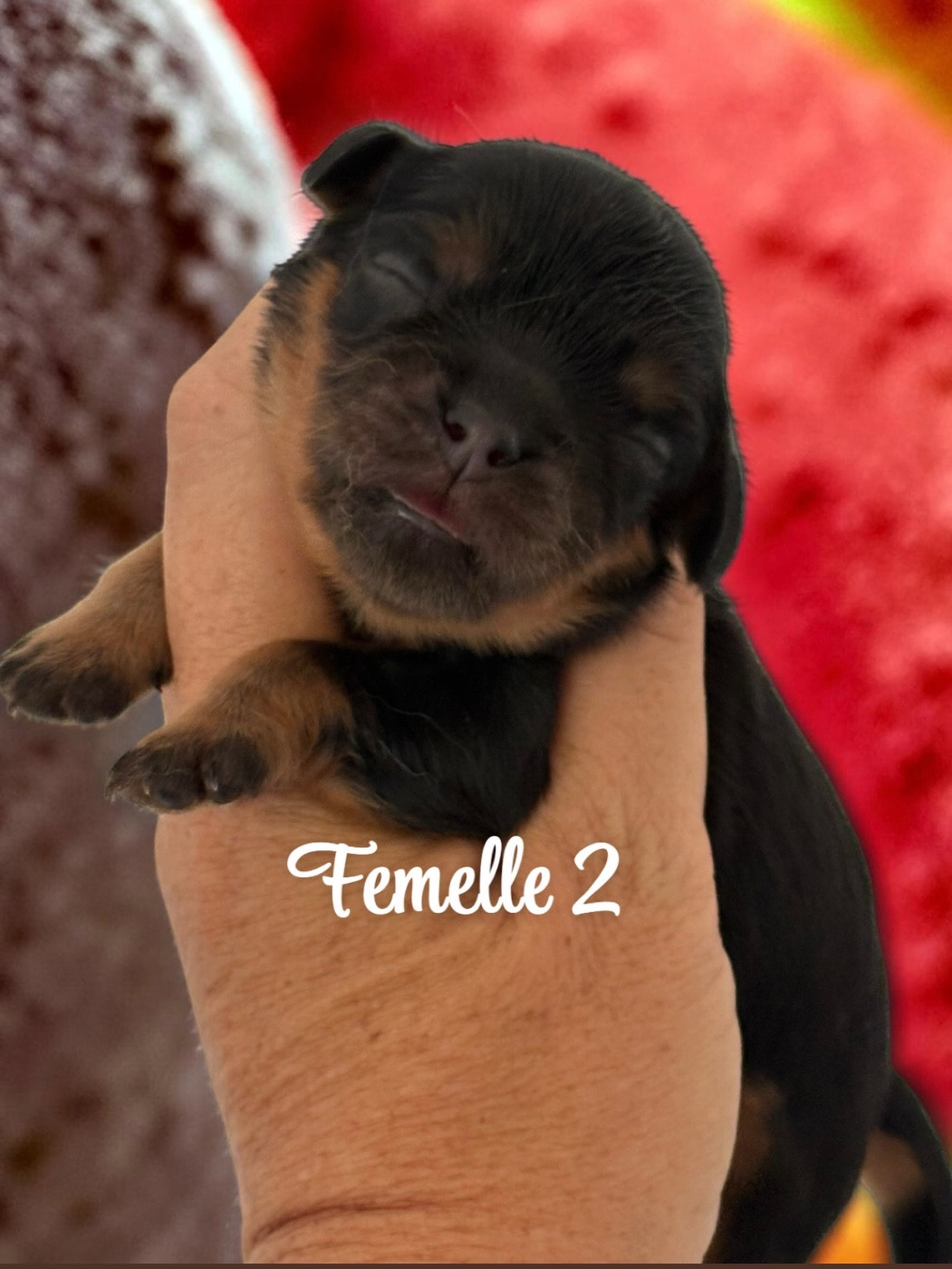 Du Mas De Dixie - Chiots disponibles - Cavalier King Charles Spaniel