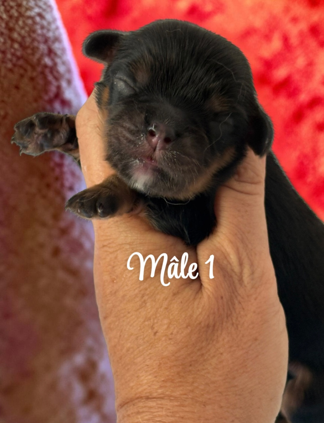 Du Mas De Dixie - Chiots disponibles - Cavalier King Charles Spaniel
