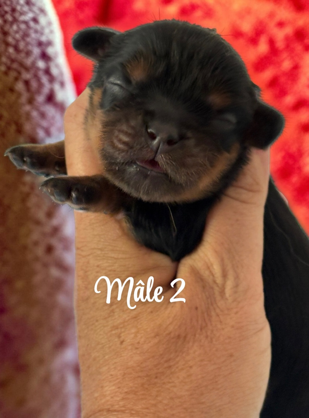 Du Mas De Dixie - Chiots disponibles - Cavalier King Charles Spaniel