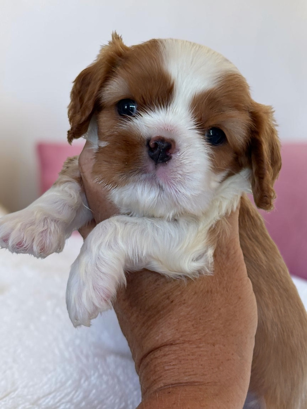 Du Mas De Dixie - Chiots disponibles - Cavalier King Charles Spaniel