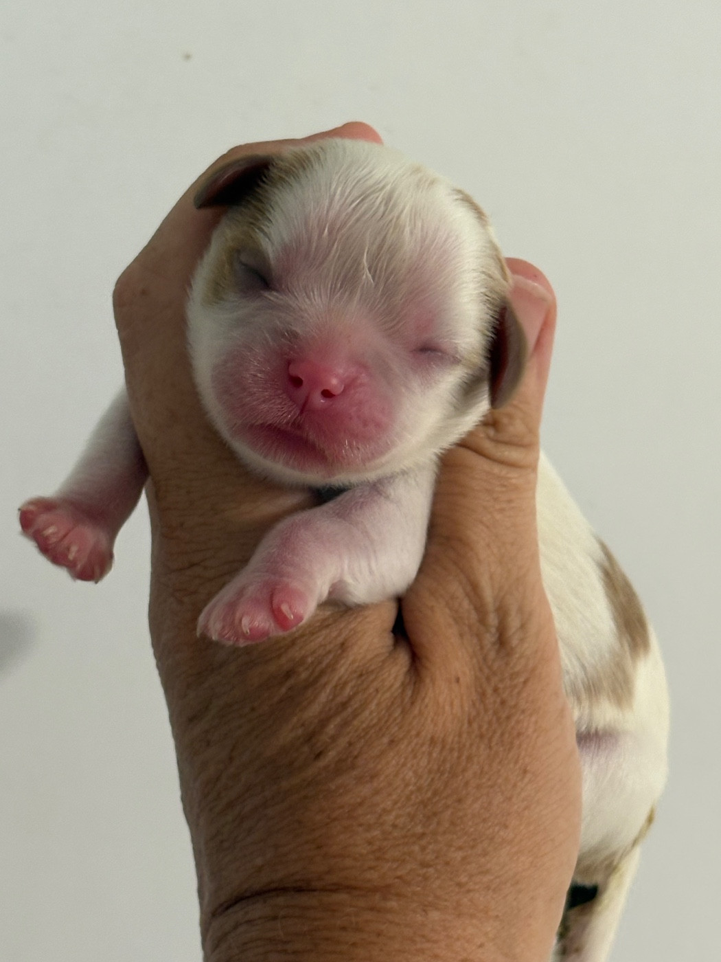 Du Mas De Dixie - Chiots disponibles - Cavalier King Charles Spaniel