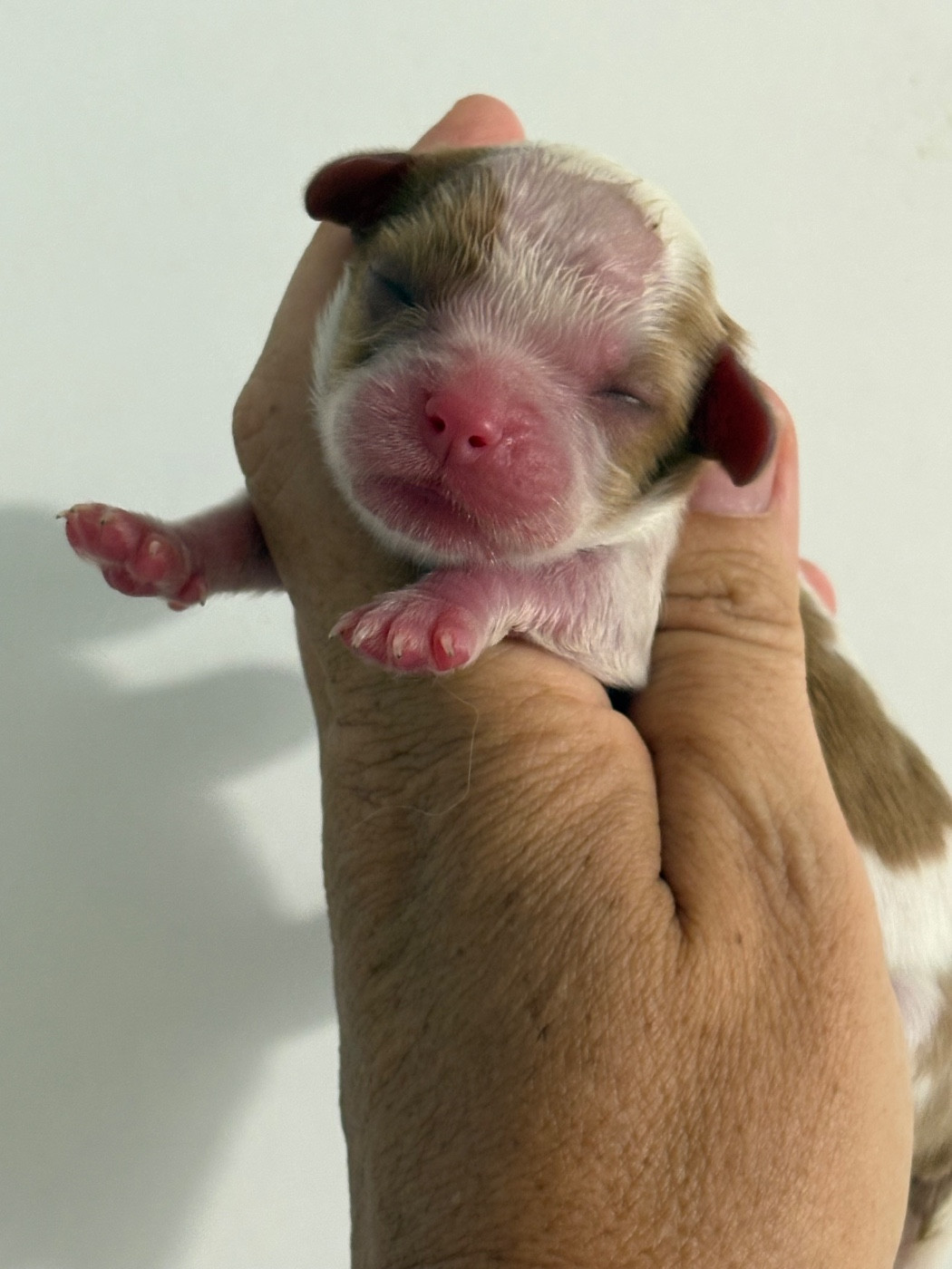 Du Mas De Dixie - Chiots disponibles - Cavalier King Charles Spaniel