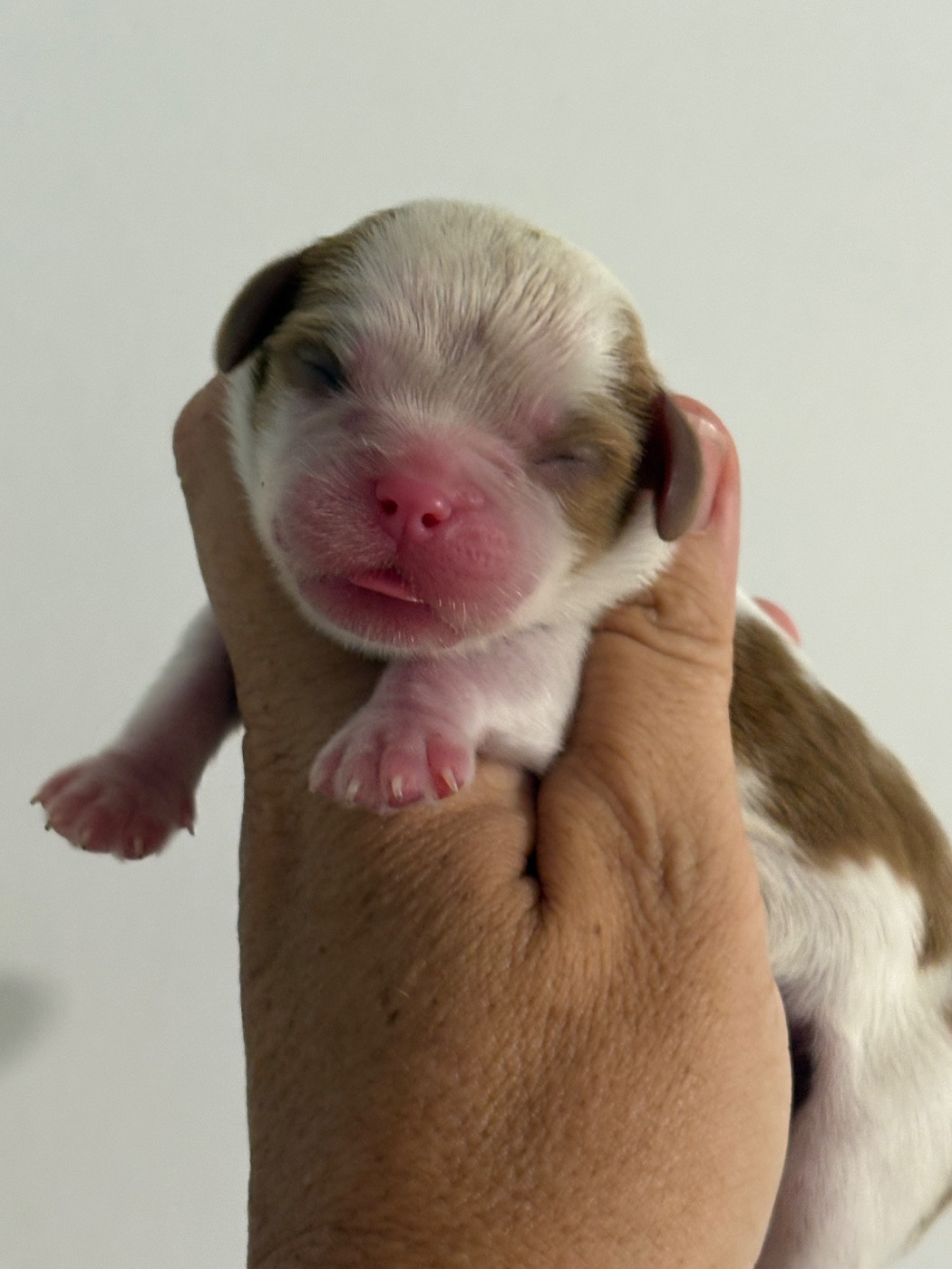 Du Mas De Dixie - Chiots disponibles - Cavalier King Charles Spaniel