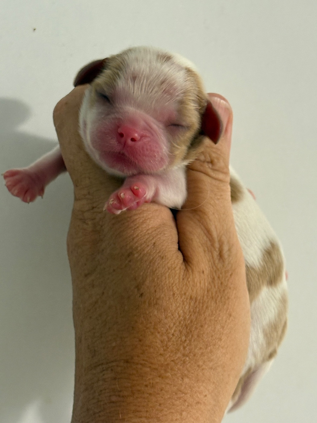 Du Mas De Dixie - Chiots disponibles - Cavalier King Charles Spaniel